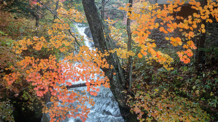 Colorful autumn branches among fresh forest on flowing small stream background with copy space , Nikko