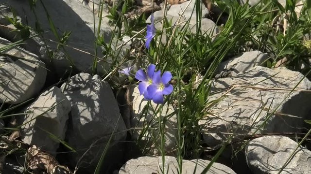 linum alpinum