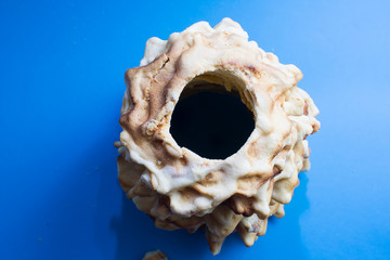 Lithuanian sakotis or raguolis traditional spit cake. blue background top view