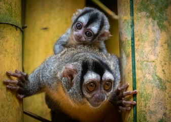 Owl Monkey sitting in a bamboo tree