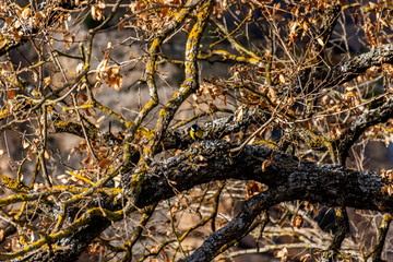 A wide angle shot of a Eurasian blue tit perched on a thick tree branch among colorful leafless branches in the natural park of Congost de Mont-rebei (Spain)