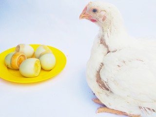 chicken and eggs on white background
