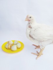 chicken and eggs
