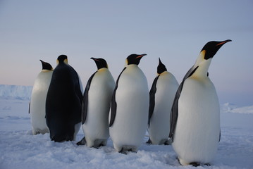 Fototapeta premium emperor penguins in antarctica