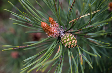 Baby pine cone growing in spring. Closeup. Macro.