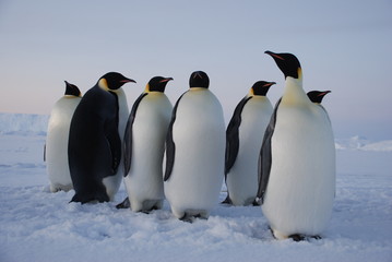 Obraz premium group of penguins