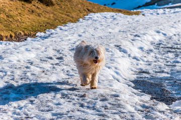 A candid shot of a Pyrenean Shepherd dog with white fur running around on a snow-covered trail...