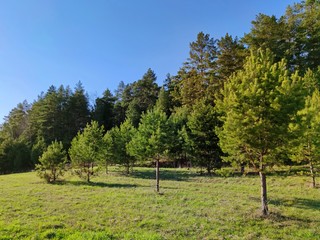 Fototapeta na wymiar green meadow near the forest on a sunny day against the blue sky