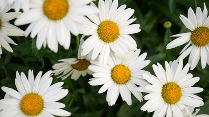 white daisies in a garden