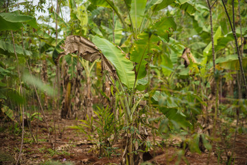 Plantation