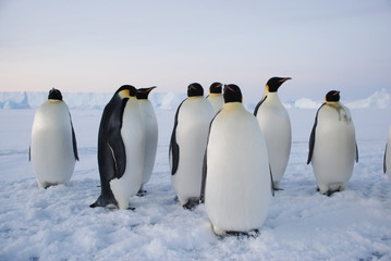Plakat group of penguins