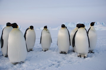 Obraz na płótnie Canvas group of penguins