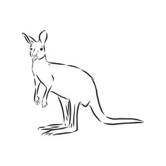Drawing of a kangaroo. Vector illustration. kangaroo vector sketch illustration