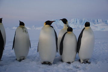 group of penguins