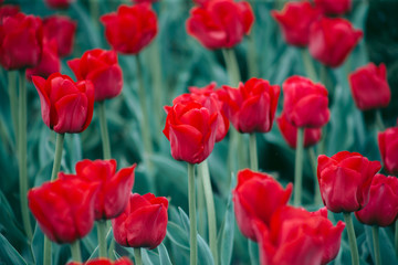 Flowerbed of red tulips on the street