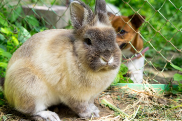 Gray decorative rabbit and dog Jack Russell Terrier