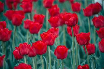 Obraz premium Flowerbed of red tulips on the street