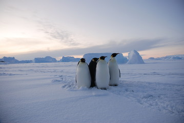 penguins on the snow