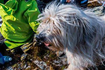 Naklejka na ściany i meble A candid close-up portrait shot of a Pyrenean Shepherd dog with white fur sitting next to an unrecognizable hiker outdoors in the Pyrenees national park during a hike