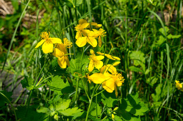 Yellow wild wildflowers, beautiful yellow flowers