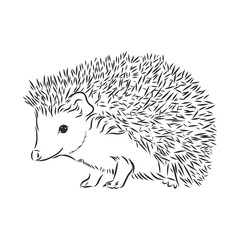 Hedgehog sketch drawing isolated on white background, hedgehog, vector sketch illustration © Elala 9161