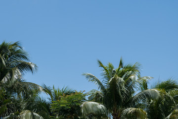 Tropical background: green palm trees under a bright blue clear sky in the summer sun