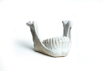 The lower jaw of a human skull made from plaster on white background isolate