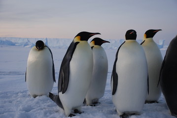 penguins on the snow