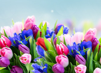 Pink and violet tulips flowers