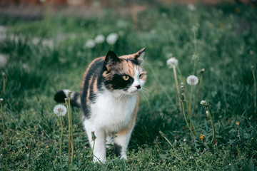 Fototapeta premium Tricolor cat surrounded by nature looking at the camera