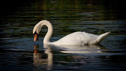 Fototapeta premium The Graceful Swan