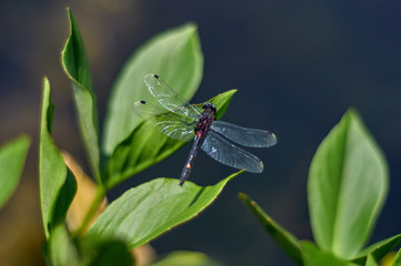 Dragonfly on a leaf of a plant. Close-up.