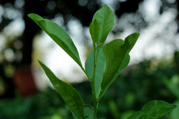 Branch Orange Tree Fruits Green Leaves In thailand