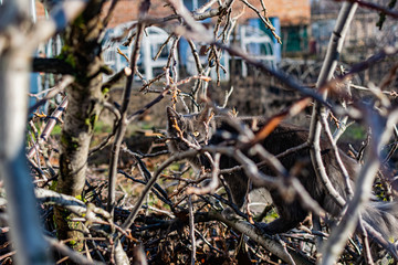A gray Maine Coon cat walks in the yard on the street in the spring, among the bare branches and logs in the sunlight