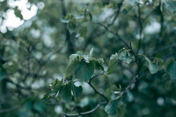 Green leaves of a tree in daylight in spring