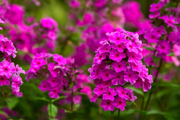 A field of beautiful pink Phlox flowers.