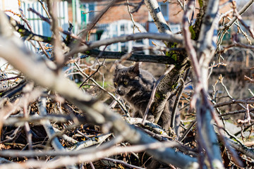 A gray Maine Coon cat walks in the yard on the street in the spring, among the bare branches and logs in the sunlight