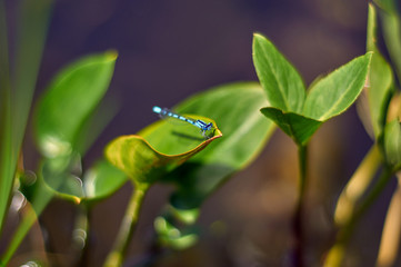Dragonfly on a leaf of a plant. Close-up.