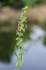 Close-up of marijuana plant and flower growing outdoors