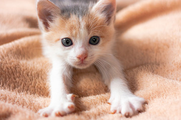 Close-up portrait of funny, cute, beautiful tree-colored ginger kitten.Adorable little pet lies on sofa and stretches Home cat, kid animals veterinary concept. Greeting card.