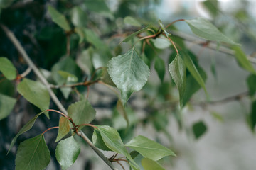 Green leaves of a tree in daylight in spring