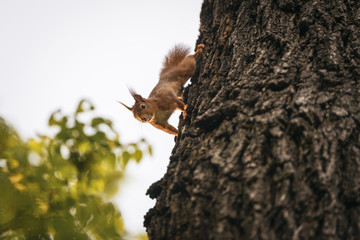 Obraz premium Portrait of a squirrel racing down a tree trunk