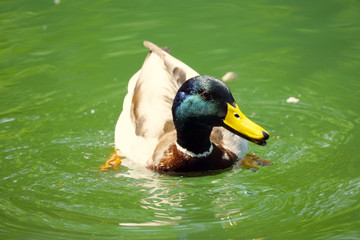 Single male duck on the lake colour photography.
