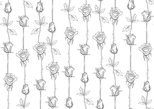 Outline roses seamless pattern, background. Black and white graphics. Vector illustration.