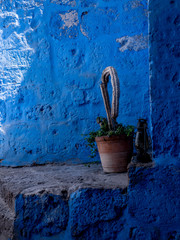 vertical photo of ancient indigo colored wall with a broken dead cactus in a dry terracotta pot...