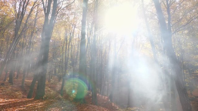 Camera movement in the autumn forest. Powerful sun rays cutting through the fog. Autumn landscape. A peaceful forest.