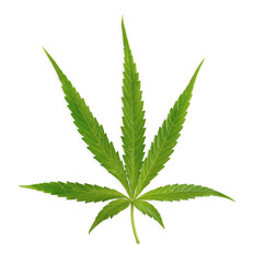 Naklejka na ściany i meble Marijuana trees for medical use are used separately on a white background.