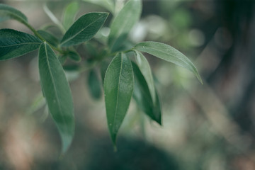 Green leaves of a tree in daylight in spring