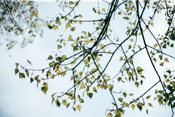 Green leaves of a tree in daylight in spring