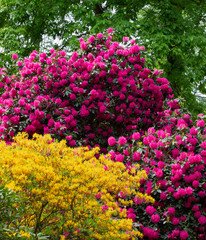 Fototapeta premium Big rhododendron